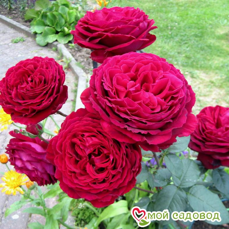 Роза чайно-гибридная Госпел