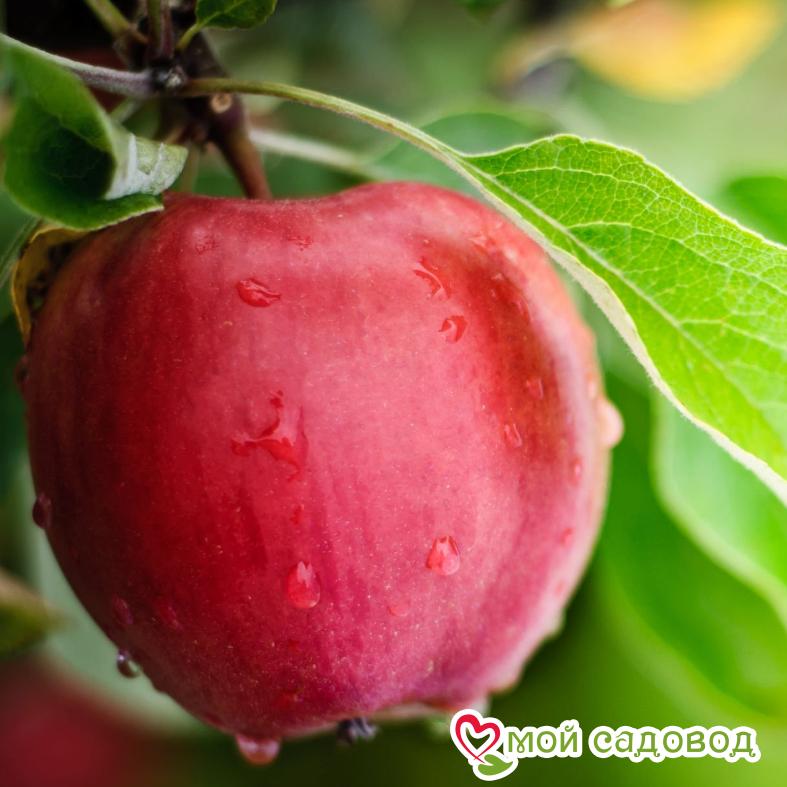 Яблоня Джонатан